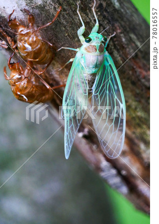 【虫・昆虫】セミ アブラゼミの羽化 脱皮 【虫・昆虫】セミ アブラゼミの羽化 脱皮 78016557