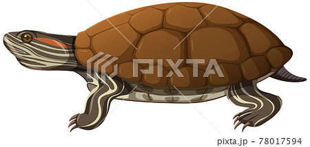 Turtle in cartoon style isolated on white background Turtle in cartoon style isolated on white background 78017594