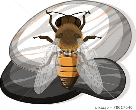 Top view of bee on a stone on white background Top view of bee on a stone on white background 78017640