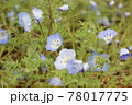 可愛いネモフィラ 78017775
