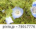 可愛いネモフィラ 78017776