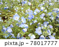 可愛いネモフィラ 78017777