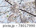 満開の桜 78017990