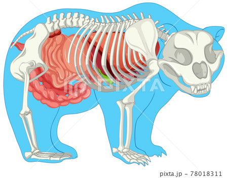 Anatomy of wild bear isolated Anatomy of wild bear isolated 78018311