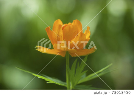 Asian globeflower (Trollius asiaticus) close up Asian globeflower (Trollius asiaticus) close up 78018450