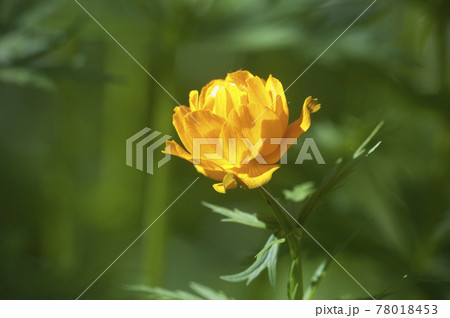 Asian globeflower (Trollius asiaticus) close up 78018453