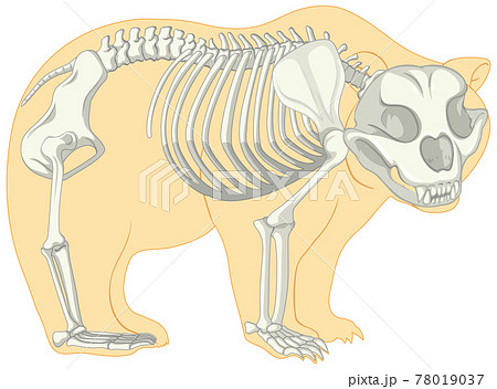 Science Internal Bear Stock Illustration