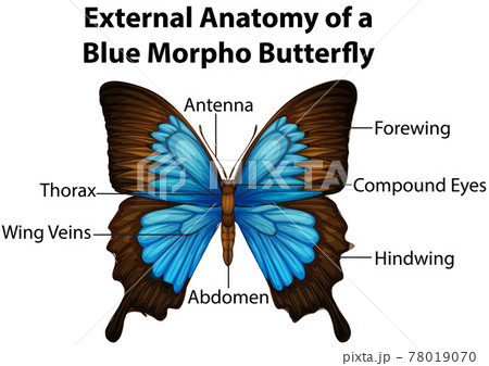 External Anatomy of a Blue Morpho Butterfly on white background 78019070