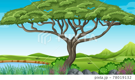 Nature outdoor forest background 78019132