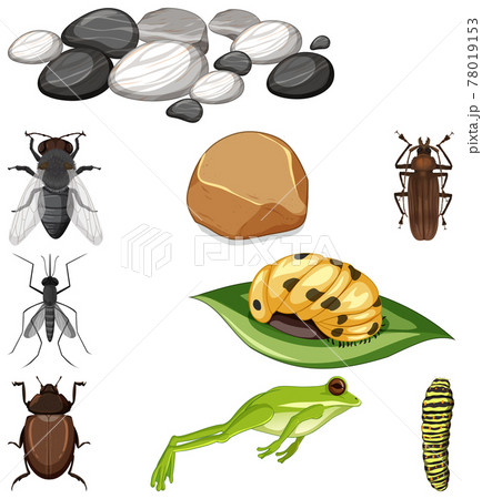 Different types of insect with nature elements 78019153