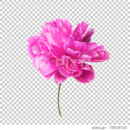 Single Bright Pink Peony Flower. Isolated color pencil drawing flower head on white background. 78019310