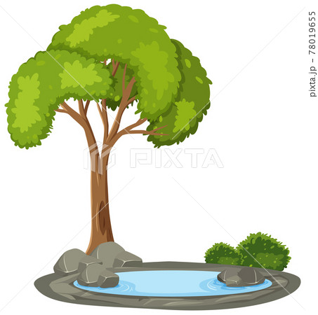 Isolated tree on white background 78019655