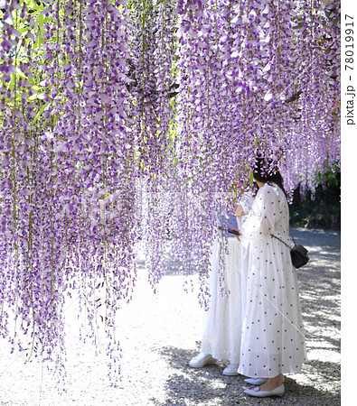 藤と女性 78019917