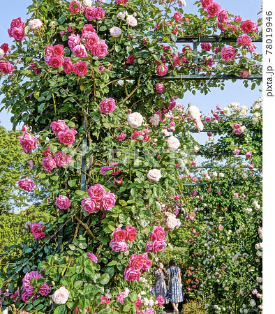 バラ園　港の見える丘公園　＊縦長長方形構図 78019946