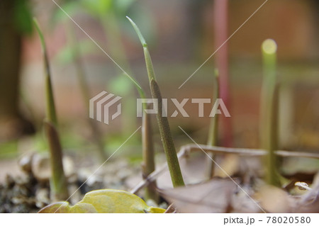 みょうがの芽 みょうがの芽 78020580