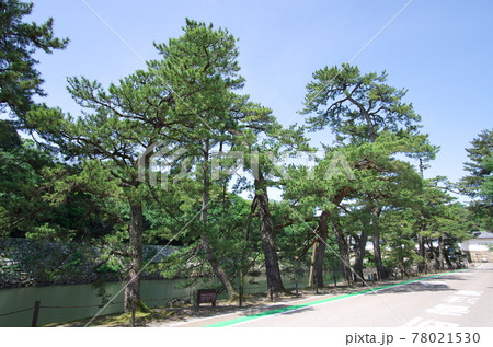 滋賀県彦根市:彦根城「いろは松」 滋賀県彦根市:彦根城「いろは松」 78021530