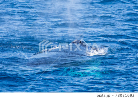 沖縄本部のザトウクジラ 78021692