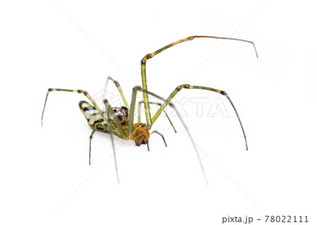 Image of Decorative Big-jawed Spider(Leucauge decorate) isolated on white background. Animal. Insect. Image of Decorative Big-jawed Spider(Leucauge decorate) isolated on white background. Animal. Insect. 78022111