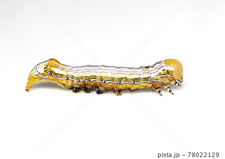 Image of yellow-headed butterfly caterpillars isolated on white background. Animal. Insect. 78022129