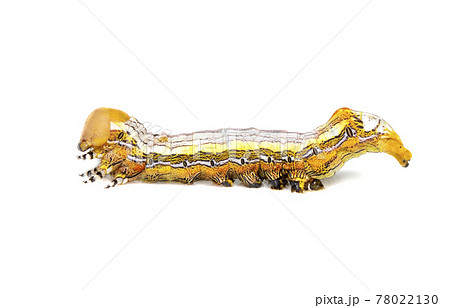 Image of yellow-headed butterfly caterpillars isolated on white background. Animal. Insect. Image of yellow-headed butterfly caterpillars isolated on white background. Animal. Insect. 78022130
