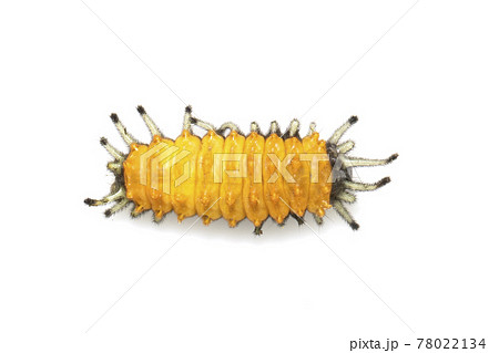 Image of amber caterpillar isolated on white background. Animal. Insect. Image of amber caterpillar isolated on white background. Animal. Insect. 78022134