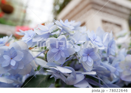 くじゅう花公園の紫陽花 78022646