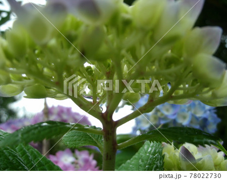 アジサイの花の付け根のクローズアップ アジサイの花の付け根のクローズアップ 78022730