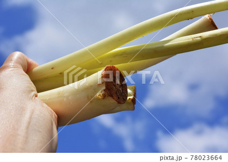 珍しい野菜。根芋、ねいも、里芋の親芋の芽の軟白栽培、シャキシャキ、トロリ、春を告げる。千葉県柏市特産 78023664