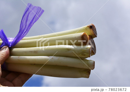 珍しい野菜。根芋、ねいも、里芋の親芋の芽の軟白栽培、シャキシャキ、トロリ、春を告げる。千葉県柏市特産 78023672