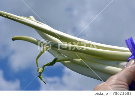 珍しい野菜。根芋、ねいも、里芋の親芋の芽の軟白栽培、シャキシャキ、トロリ、春を告げる。千葉県柏市特産 78023682