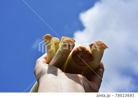 珍しい野菜。根芋、ねいも、里芋の親芋の芽の軟白栽培、シャキシャキ、トロリ、春を告げる。千葉県柏市特産 78023685