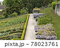Blossoming wistaria branch in spring on a house in old city of Nyon, canton of Vaud in Switzerland 78023761