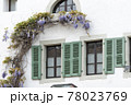 Blossoming wistaria branch in spring on a house in old city of Nyon, canton of Vaud in Switzerland 78023769
