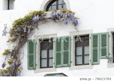Blossoming wistaria branch in spring on a house in old city of Nyon, canton of Vaud in Switzerland 78023769