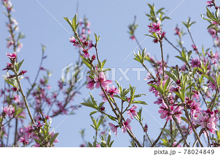 spring flowers, peach tree 78024849