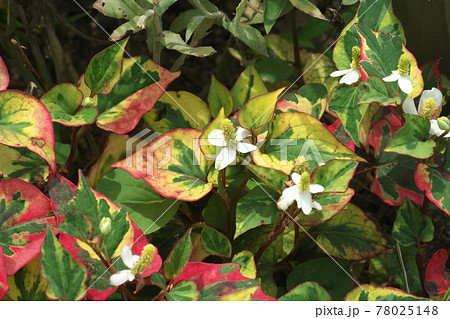 ゴシキドクダミ 五色ドクダミ の花とカラフルな葉の写真素材