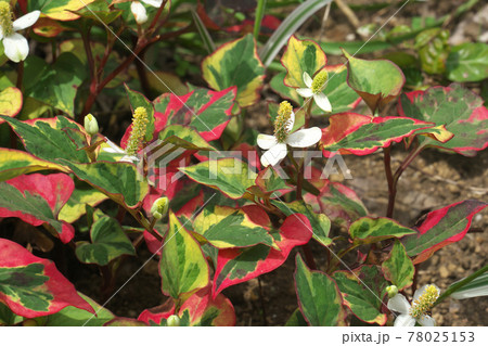 ゴシキドクダミ 五色ドクダミ の花とカラフルな葉の写真素材