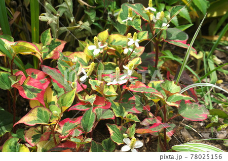 ゴシキドクダミ 五色ドクダミ カラフルな葉っぱと花の写真素材