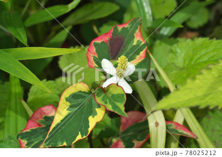 ゴシキドクダミ（五色ドクダミ）の花とカラフルな葉 78025212