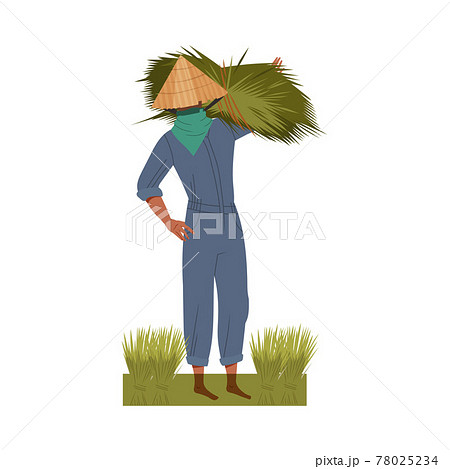 Asian Farmer in Straw Conical Hat Carrying Rice Grass on His Shoulders Vector Illustration Asian Farmer in Straw Conical Hat Carrying Rice Grass on His Shoulders Vector Illustration 78025234