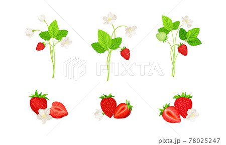 Garden Strawberry with Mature Red Fruit Vector Set Garden Strawberry with Mature Red Fruit Vector Set 78025247