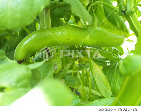 家庭菜園~収穫間近のソラマメ(ヨコ) 家庭菜園~収穫間近のソラマメ(ヨコ) 78025738