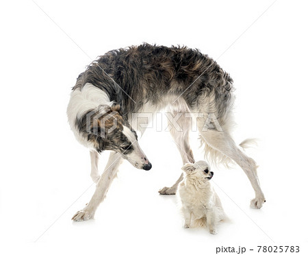 borzoi and chihuahua borzoi and chihuahua 78025783