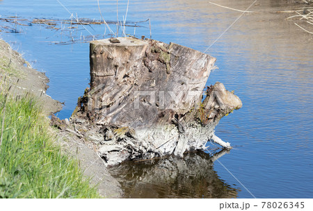 Old tree, cut down a long time ago 78026345