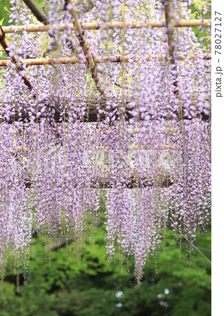 拝島のフジ 78027127