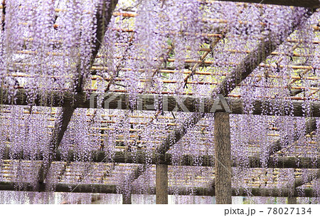 拝島のフジ 拝島のフジ 78027134