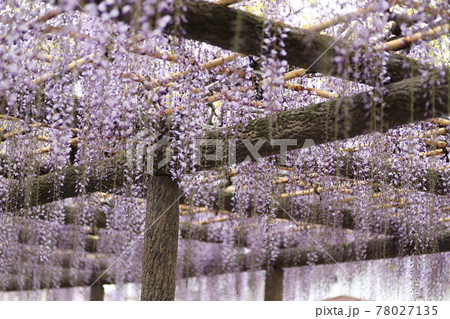 拝島のフジ 78027135