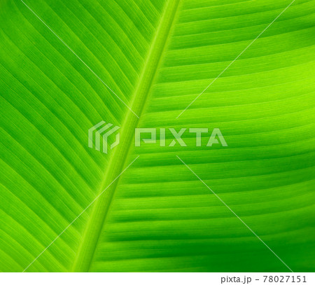 Closeup nature view of Banana Green leaf in garden at summer under sunlight. Natural green plants landscape using as a background or wallpaper. 78027151