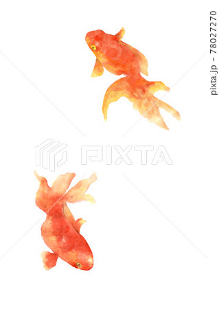 金魚の手描き水彩画 背景なしのイラスト素材