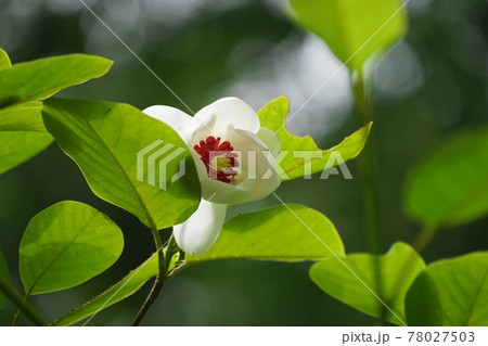 5月 町田335オオヤマレンゲ(大山蓮華)・モクレン科・萬葉草花苑薬師池公園 5月 町田335オオヤマレンゲ(大山蓮華)・モクレン科・萬葉草花苑薬師池公園 78027503